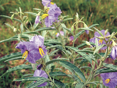 silverleaf nightshade